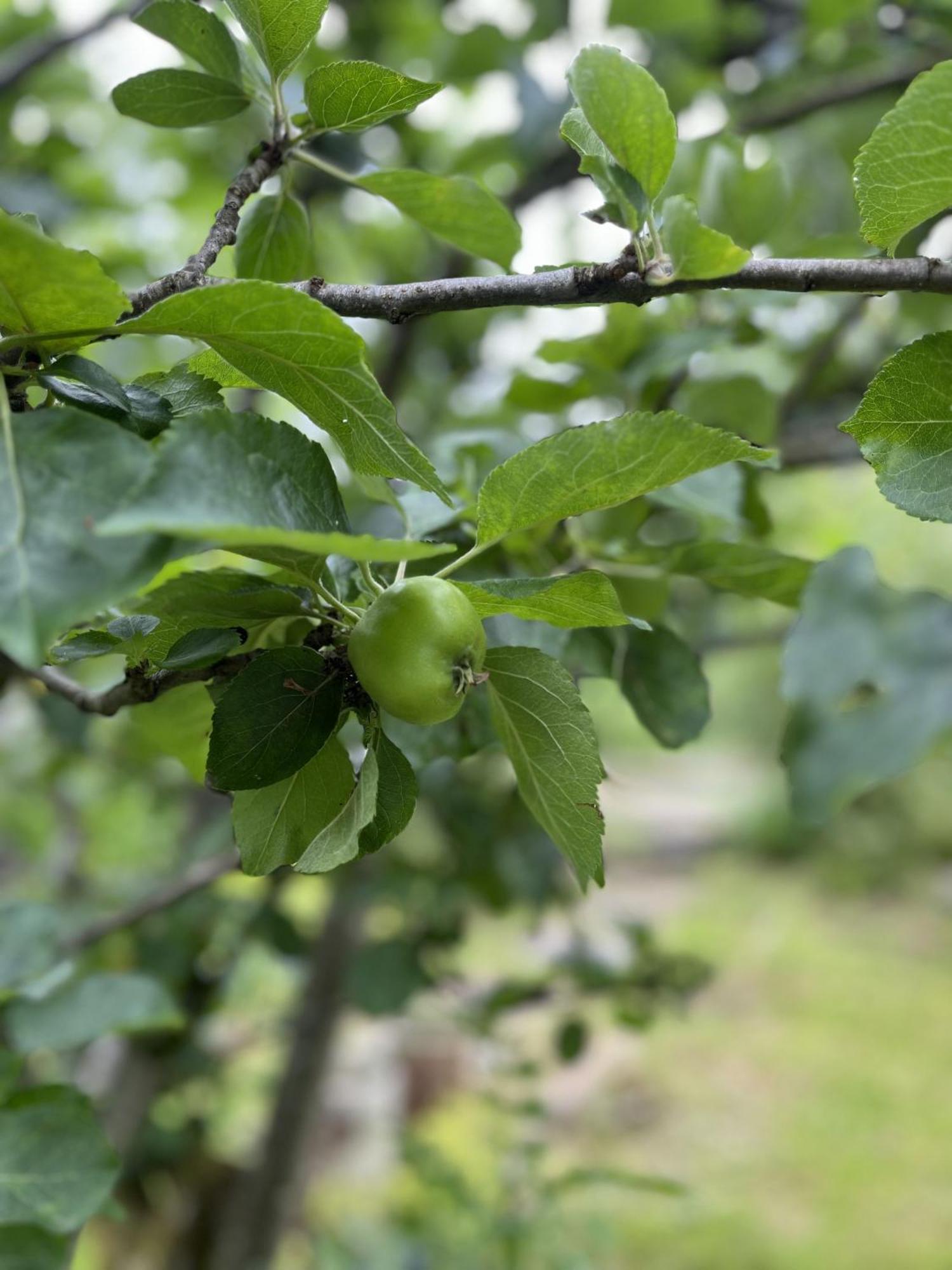 Apple Cottage Ньютон Стюарт Экстерьер фото