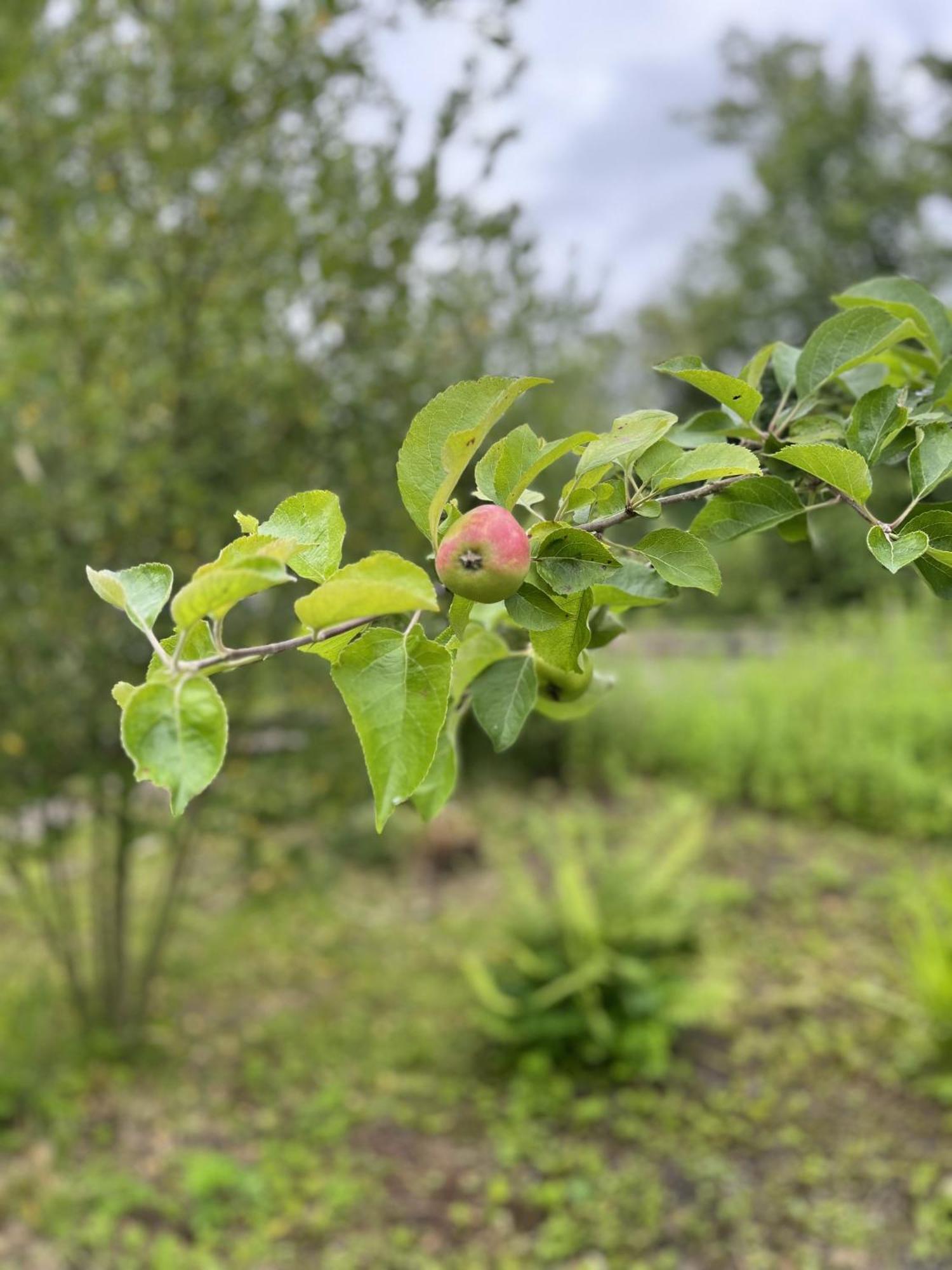 Apple Cottage Ньютон Стюарт Экстерьер фото